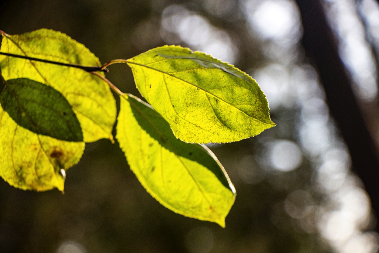 A close-up photograph of a plant with four leaves. Sunshine envelops the leaves, making them appear bright and golden-green.