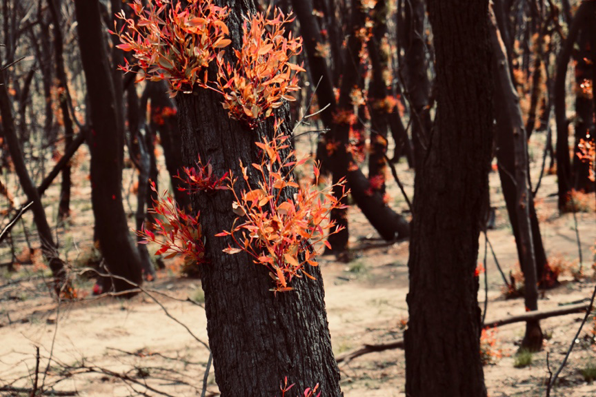 Photographie d'une série d'arbres dans une forêt après un incendie récent. Des feuilles orange vif poussent sur l'arbre au milieu de la photo. Le sol est de couleur cendre pâle. 