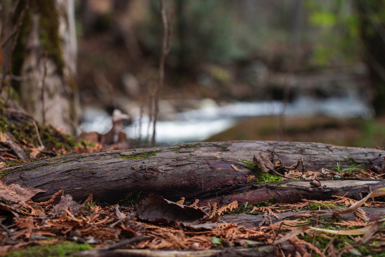 No. 74 - Fallen Log in Forest Floor by Perfectus Photography Design Co