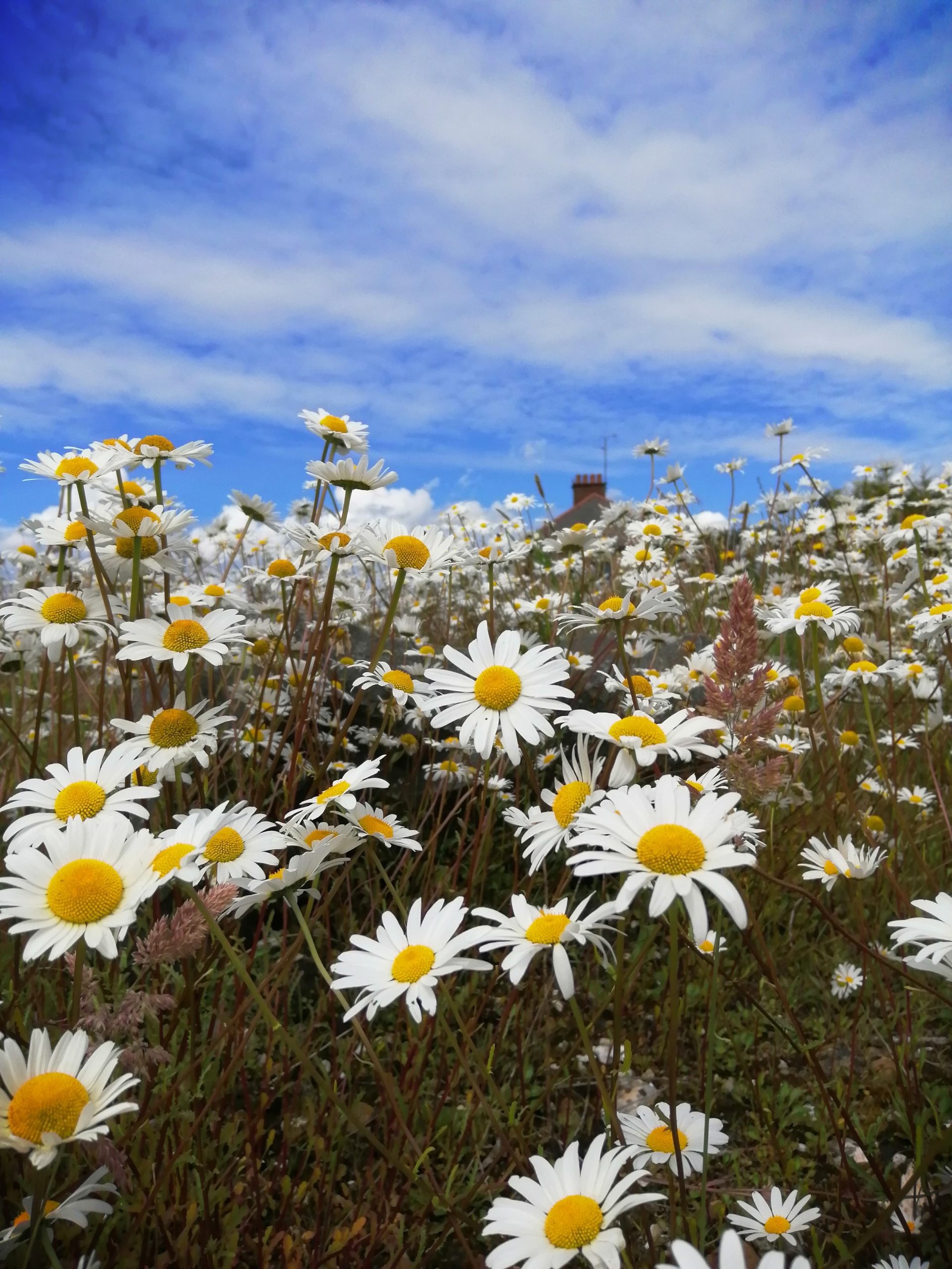 A photograph of a field of Daisies; each with a yellow centre and white petals. Overhead, the sky is a deep blue and is strewn with wispy white clouds.