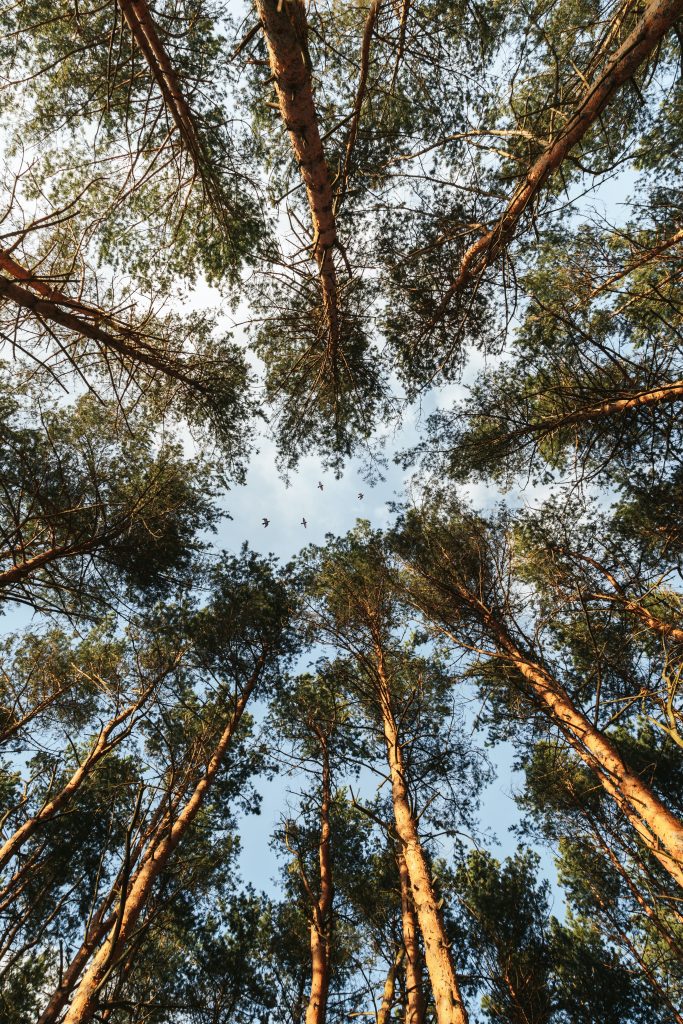 Photographie d'un groupe d'arbres symétriques dans une forêt. L'appareil photo pointe vers le haut, vers un ciel bleu, où l'on voit quatre oiseaux noirs volant dans une clairière à la cime des arbres.