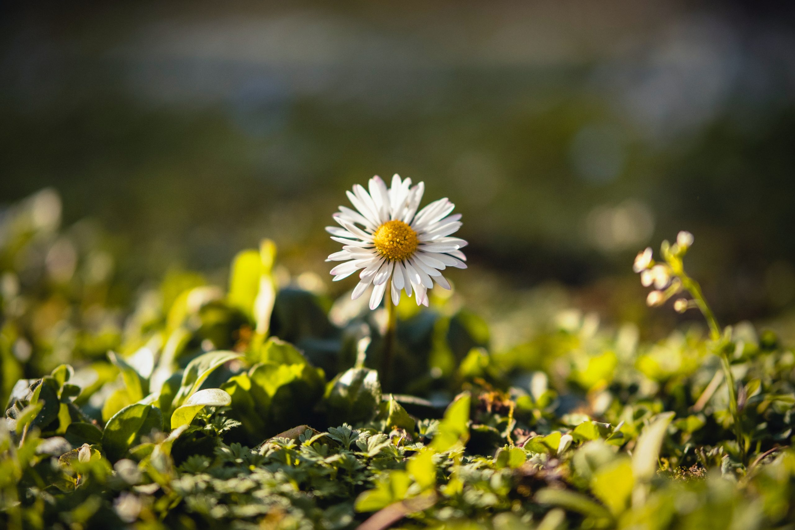 A close-up photograph of a single daisy flower with white petals and a golden centre. The daisy is surrounded by small green plants and is bathed in happy sunshine.