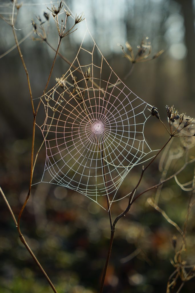 A close-up photograph of a small, perfectly circular spiderweb. The spiderweb is milky white and is attached at five points to a dried up thistle plant.