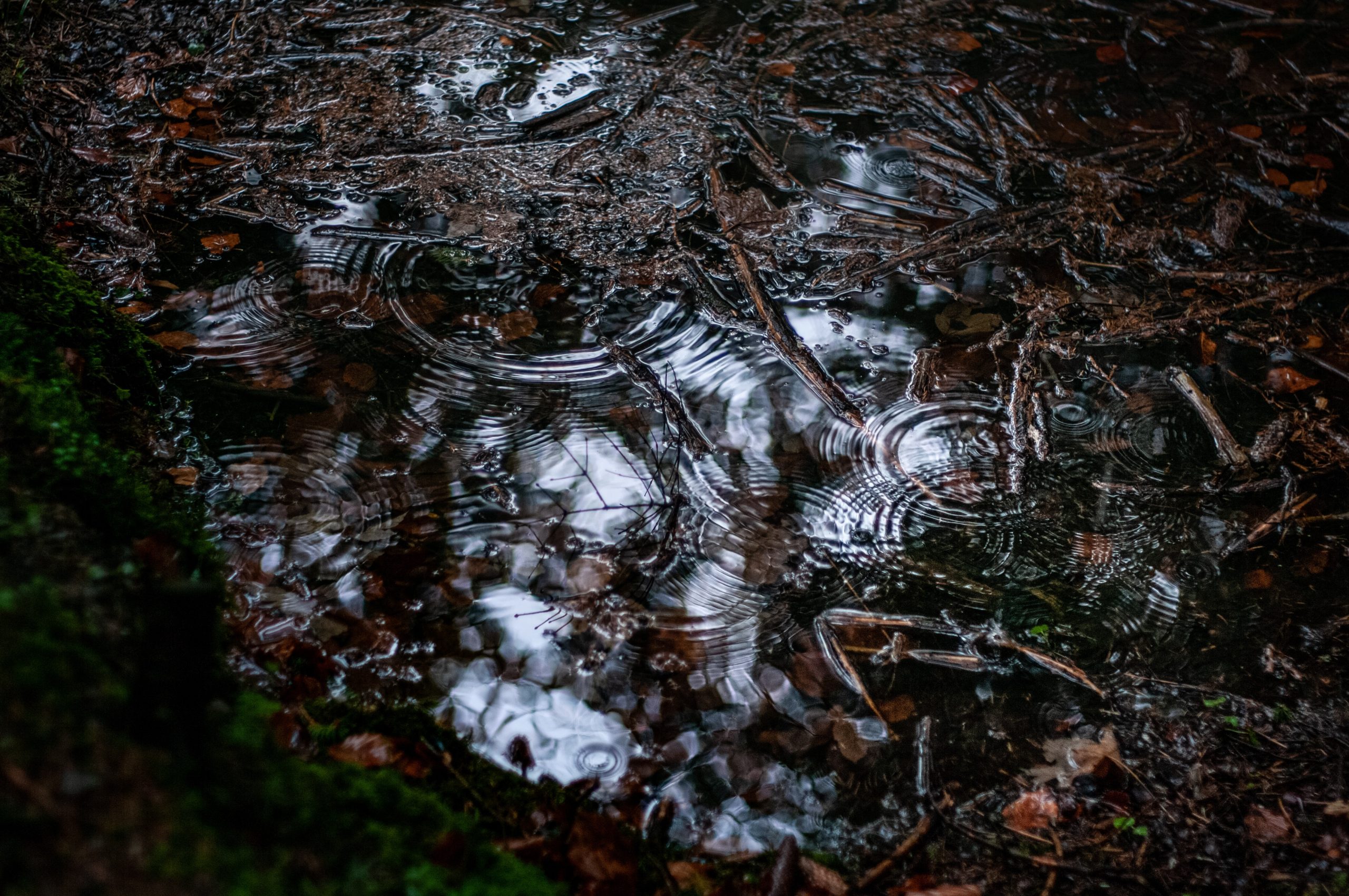 Photographie d'une flaque d'eau sur le sol de la forêt. La flaque présente plusieurs petites ondulations et est remplie de feuilles brunes et d'aiguilles de pin.