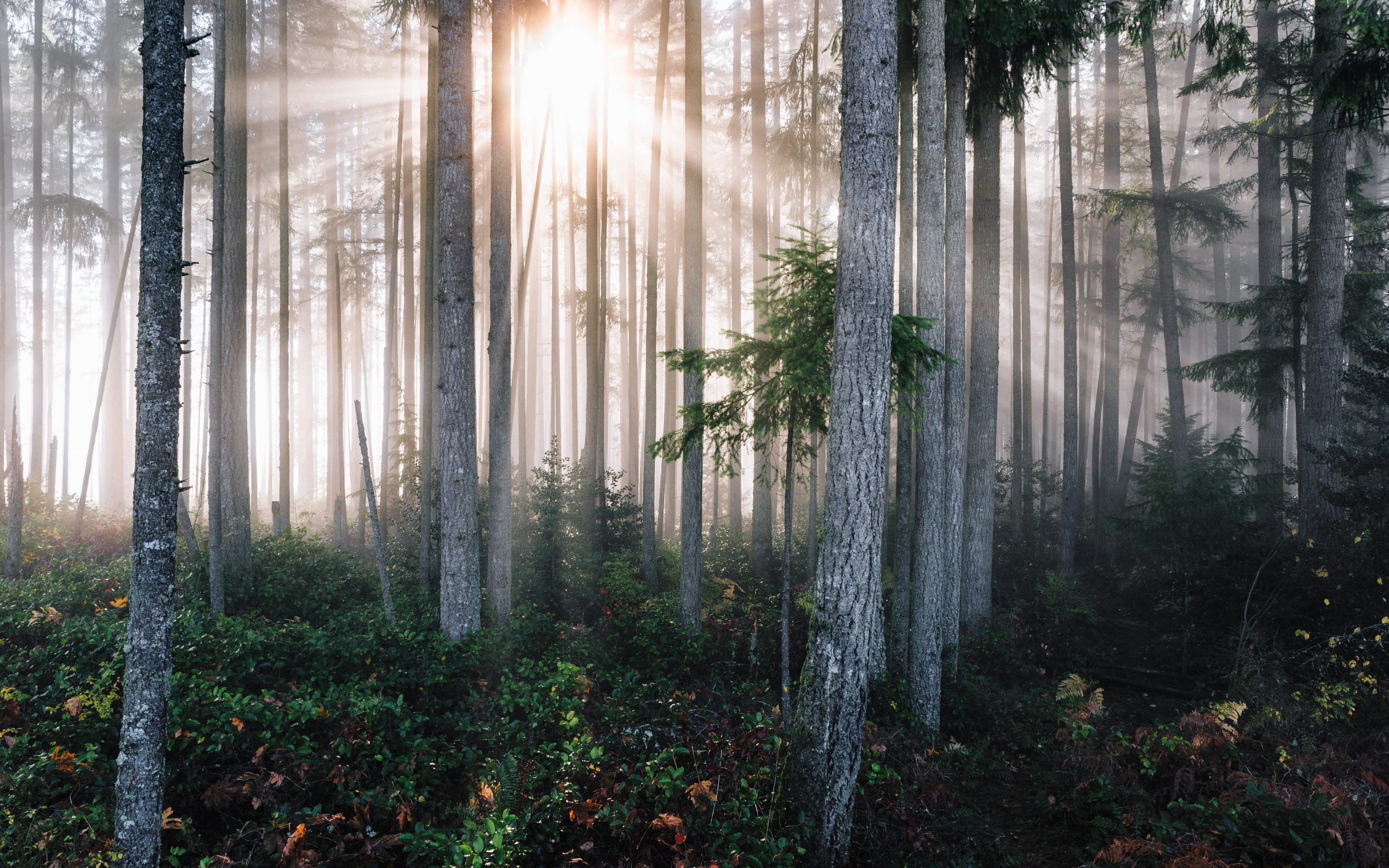 A photo of a peaceful pine forest at sunrise. The forest floor is covered in green bushes and the rising sun is shining in between many tall, straight, and symmetrical trees.