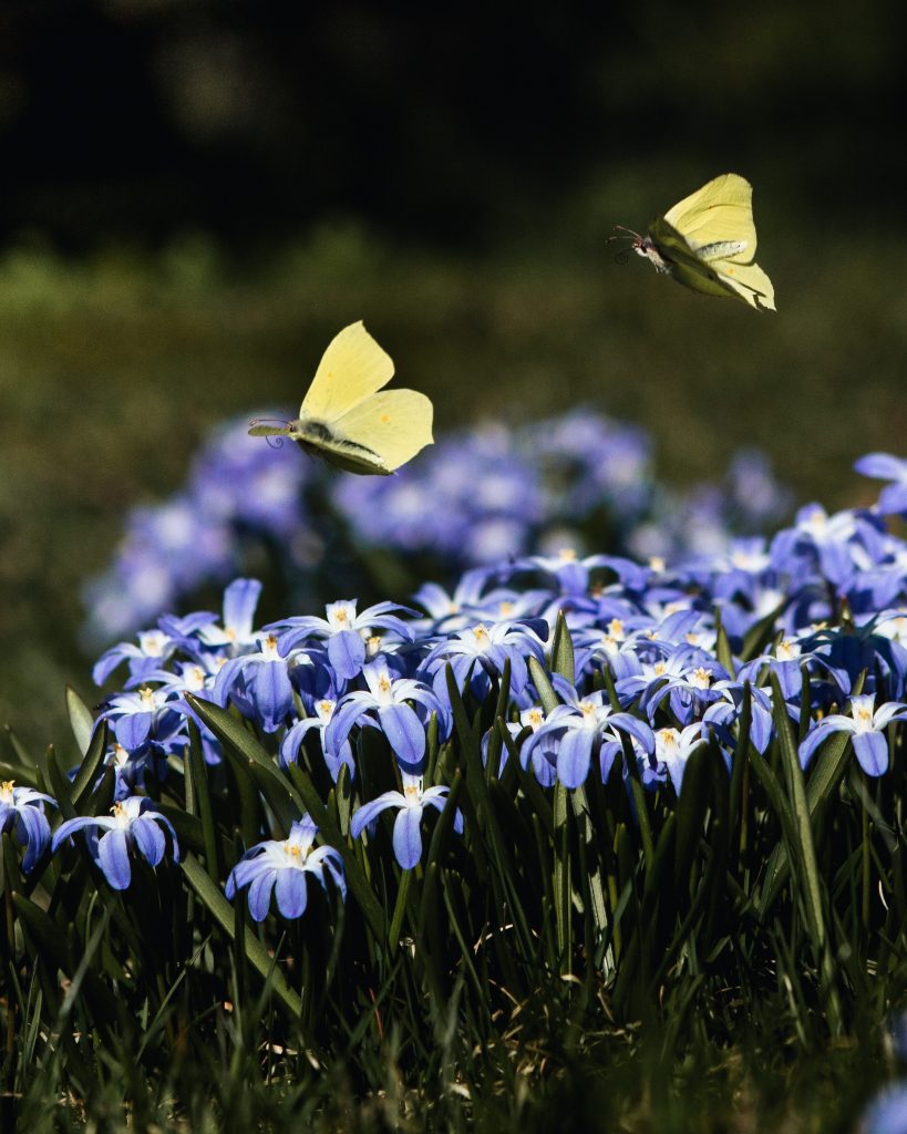 A photograph of two yellow butterflies flying over a cluster of bright purple flowers. The butterflies are flying one in front of the other and are facing towards the left.