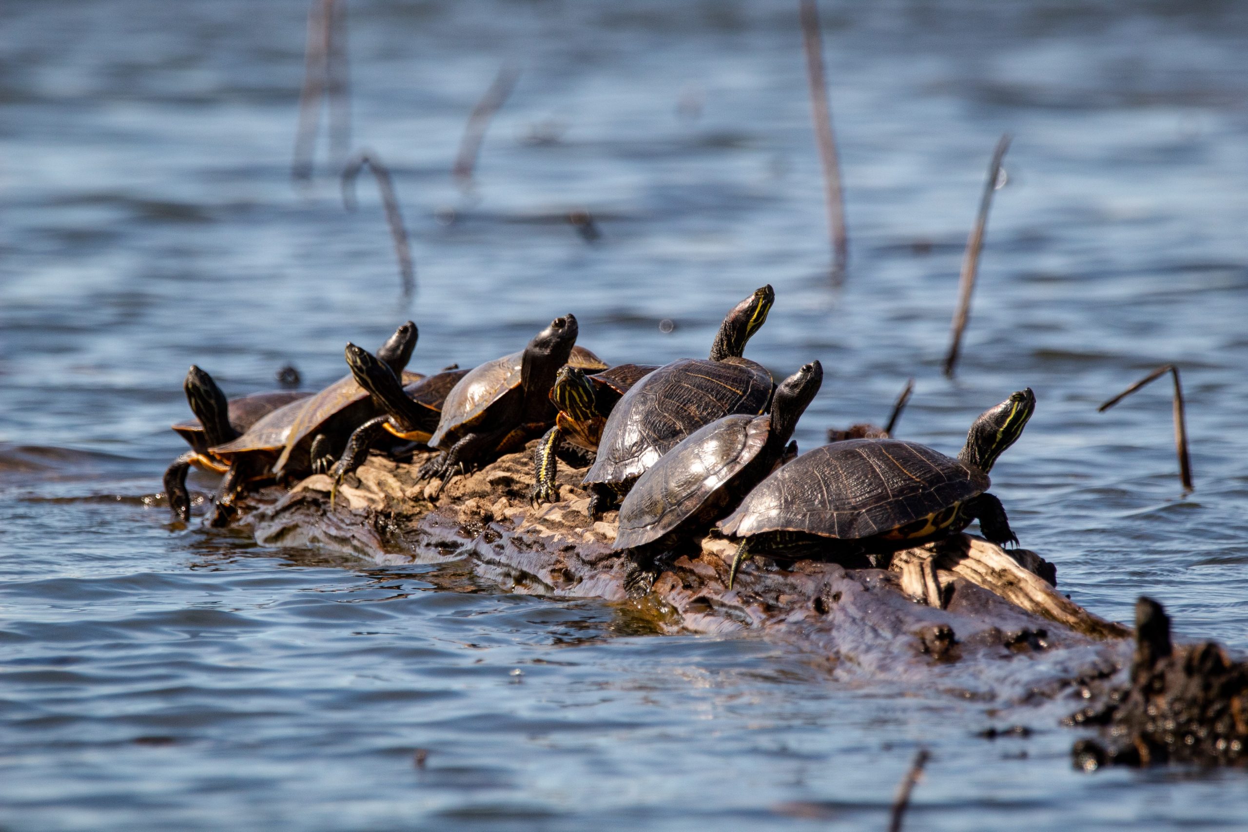 A photograph of nine turtles sitting in line on a narrow rock and looking in different directions. The rock is partly submerged in a dark blue lake.