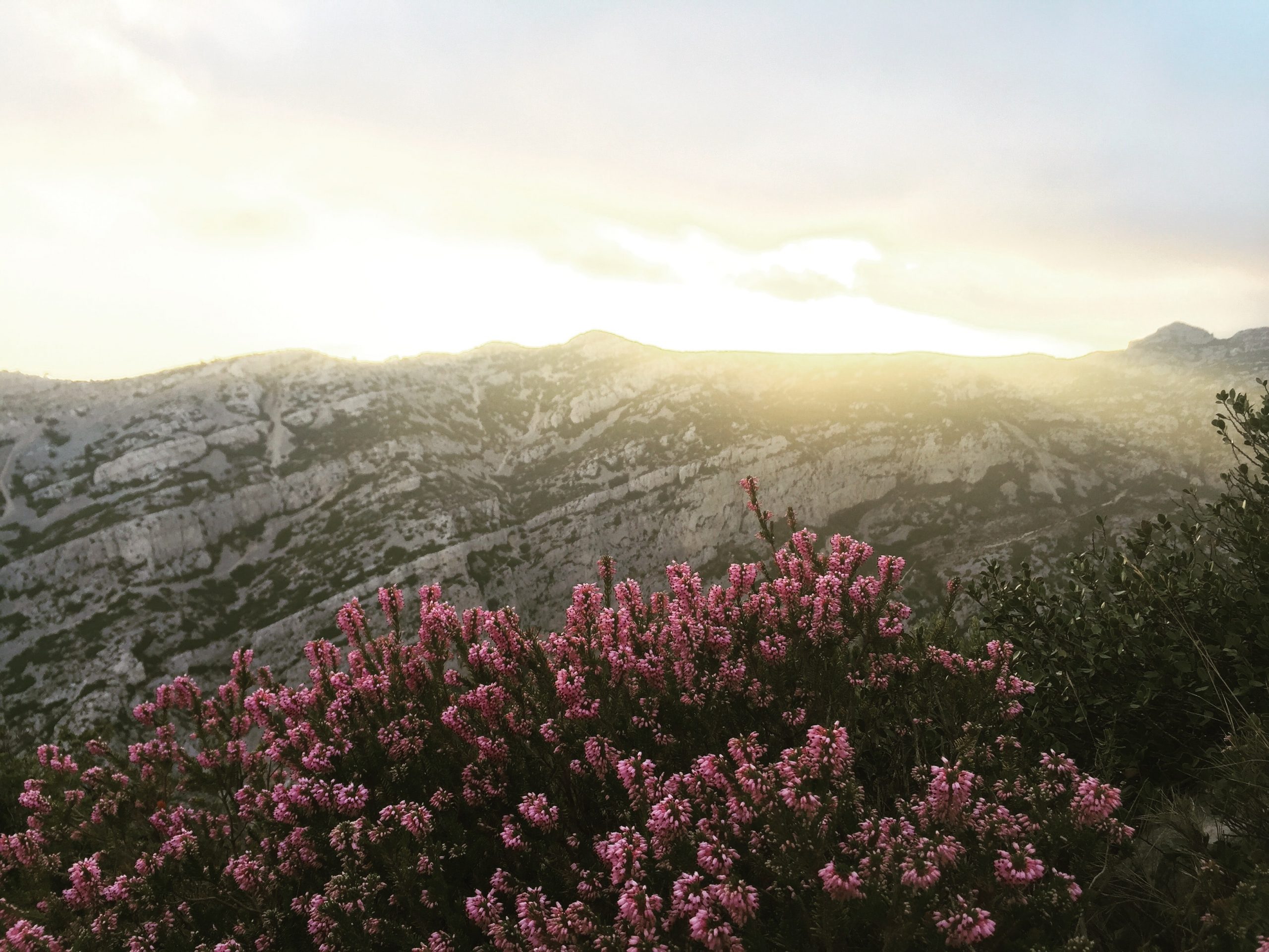 A photograph of a soft yellow sunrise overtop a grey mountainside. Along the bottom of the mountainside, a cluster of deep pink wildflowers grow. The sky is a pale blue-pink and is filled with gentle sunshine.