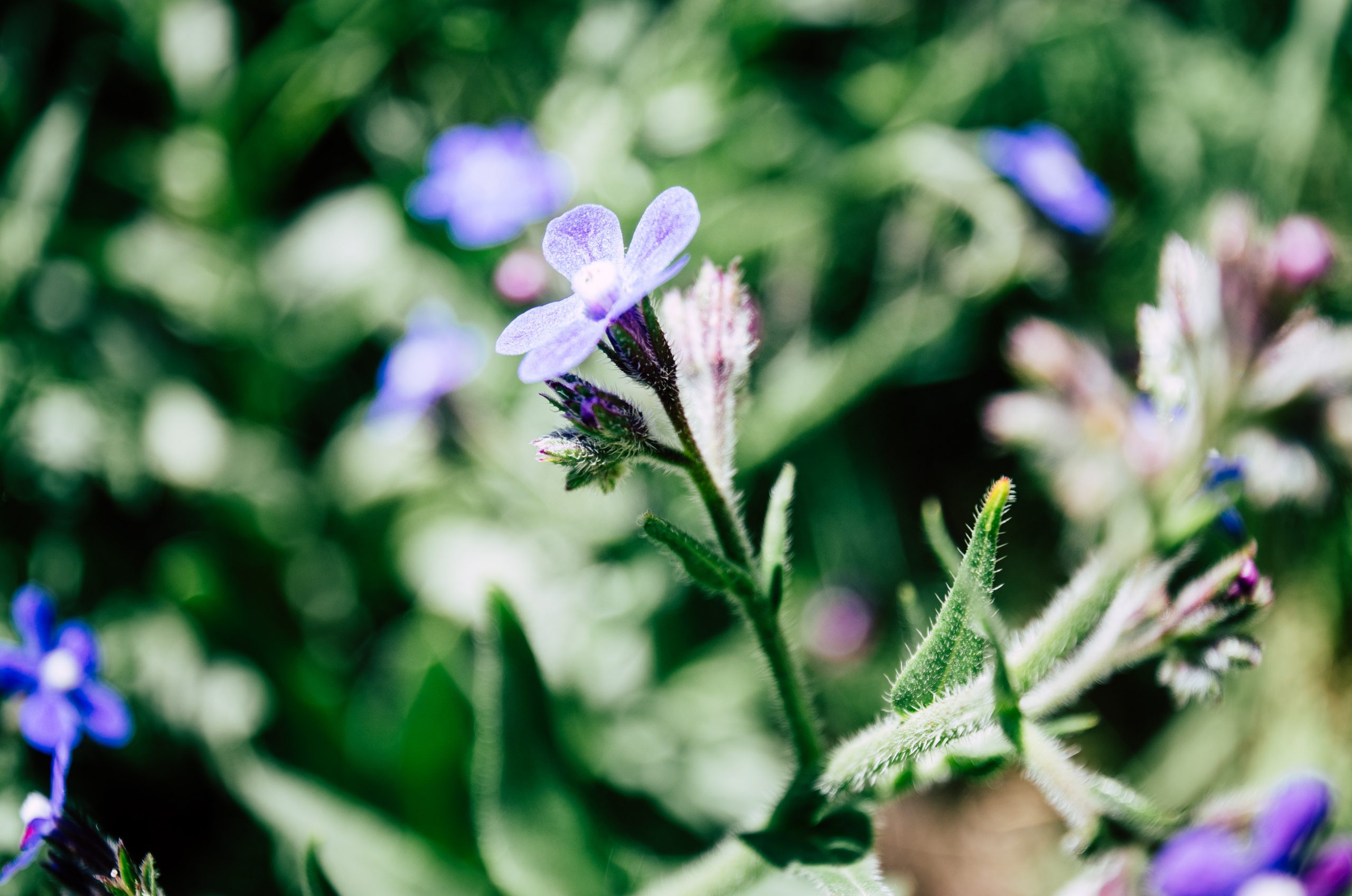 A close-up photograph of a plant with tiny purple flowers and green stems.