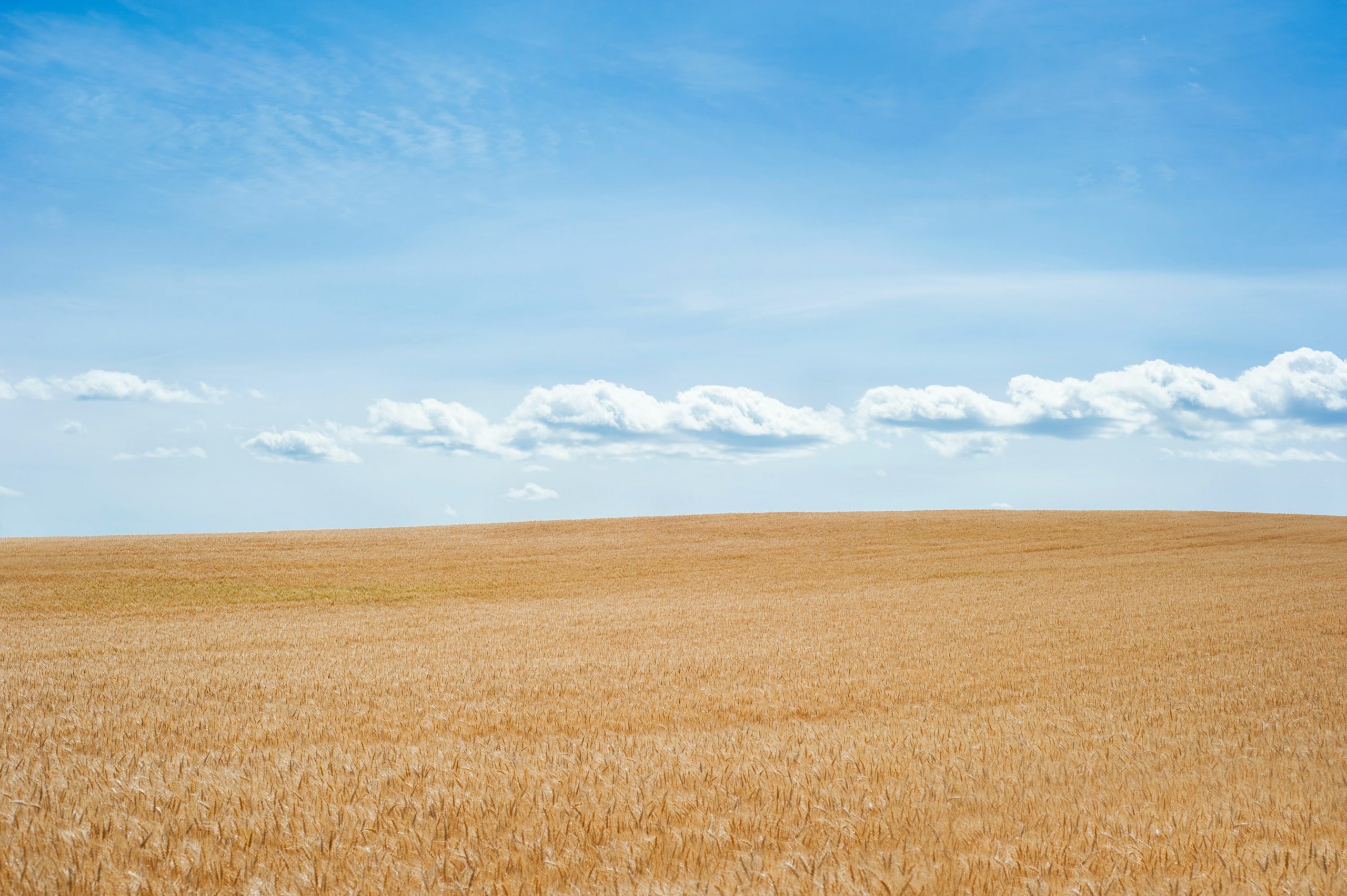 Une photographie d'un champ de blé vide et doré. Au-dessus du champ, le ciel est d'un bleu éclatant et des nuages blancs cotonneux flottent.