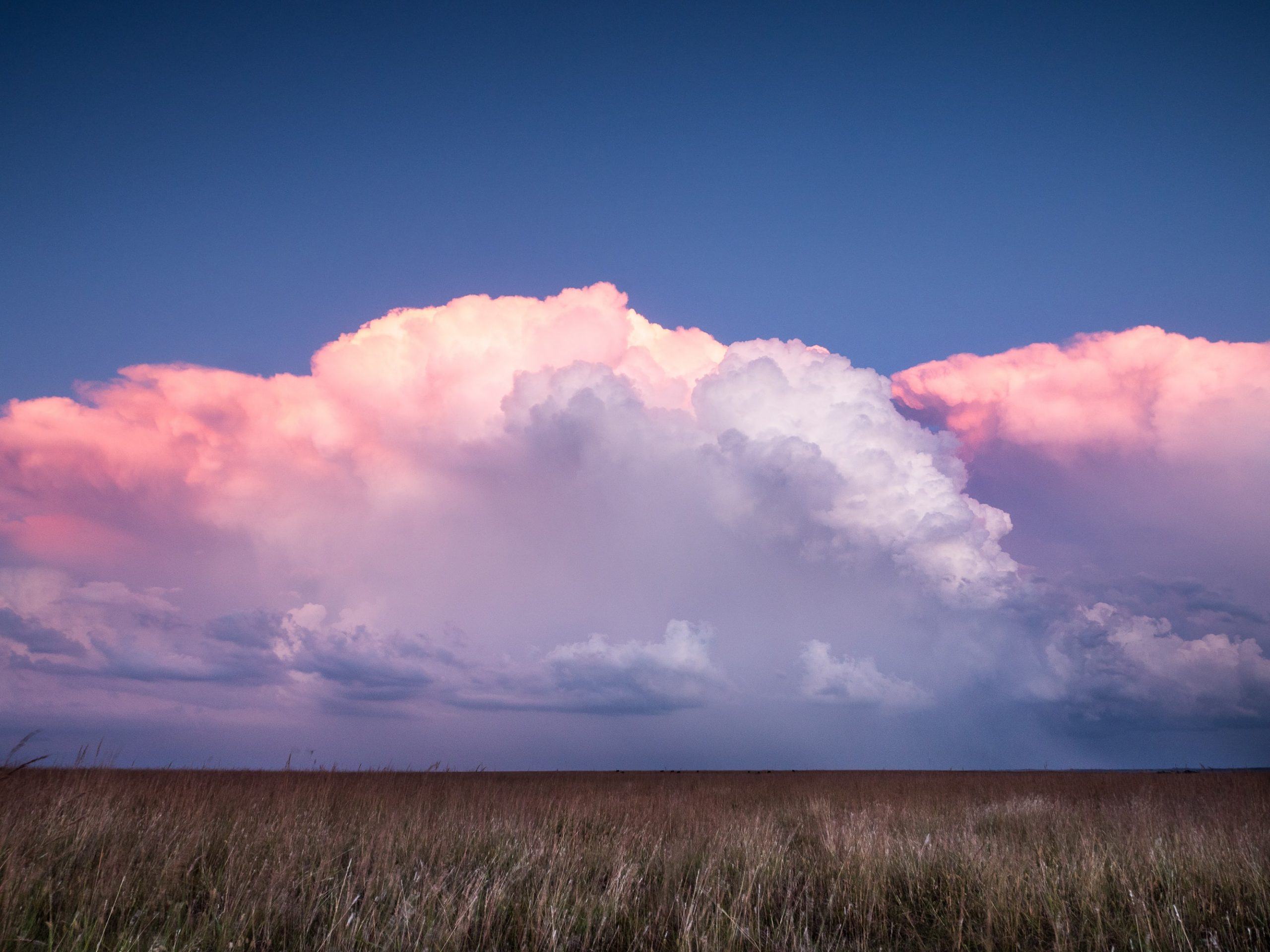 A photograph of a flat field of long brown grass. Overhead, the sky is a deep blue and is filled with great pink and purple fluffy clouds.