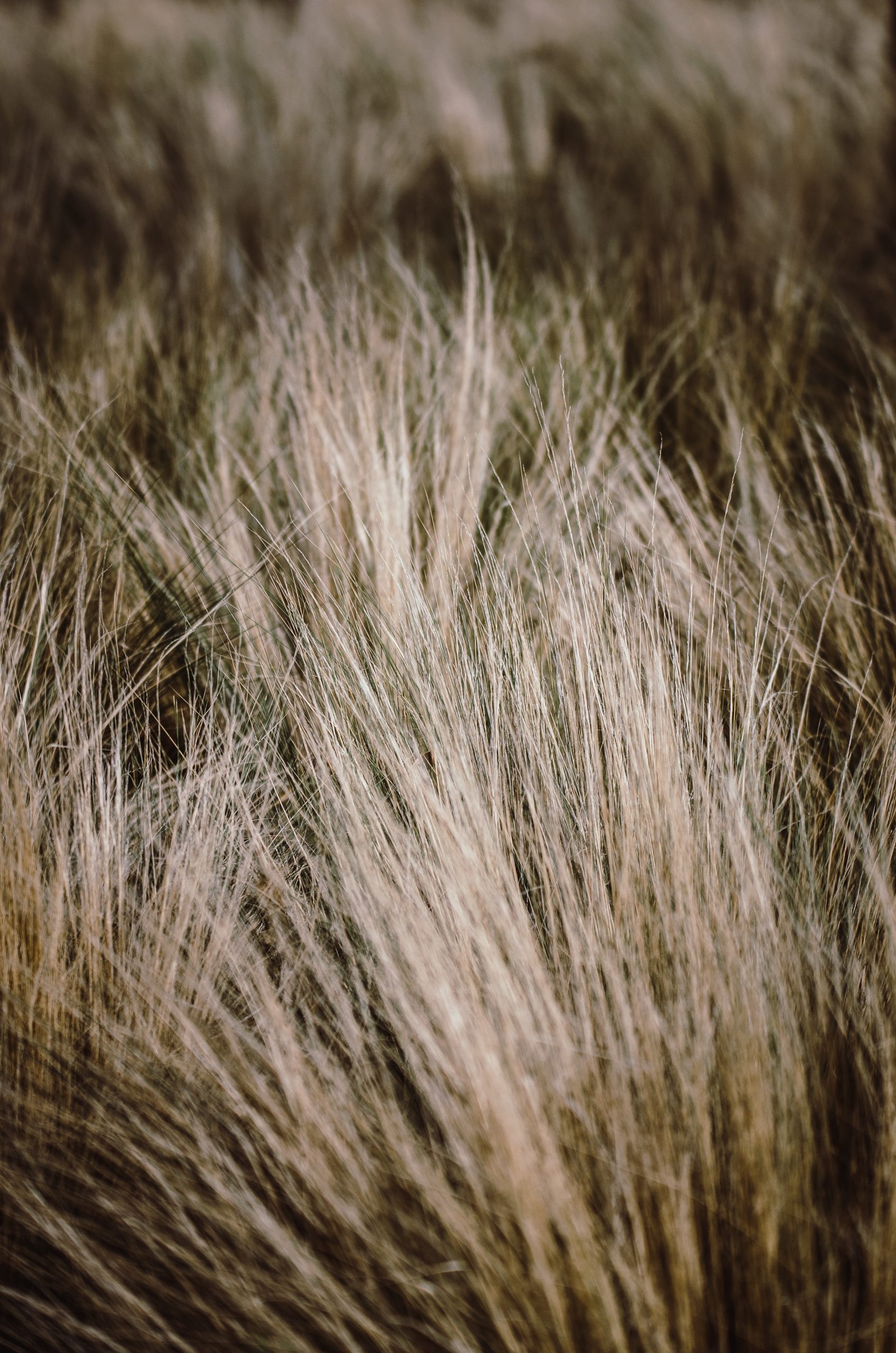 A close-up photograph of long brown grass in an empty field.