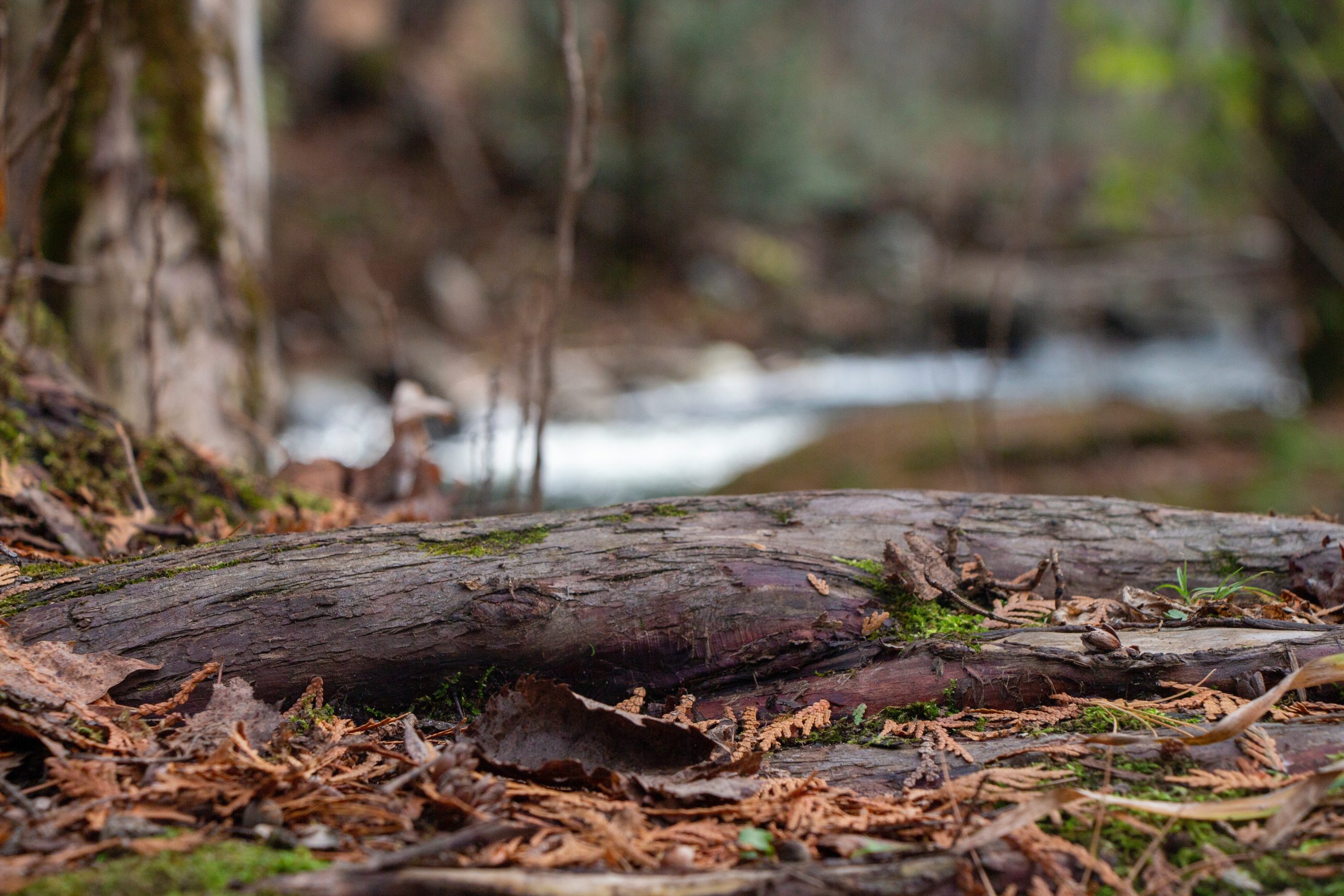 A weathered brown log on a path in the foreground with a small river in soft focus in the background