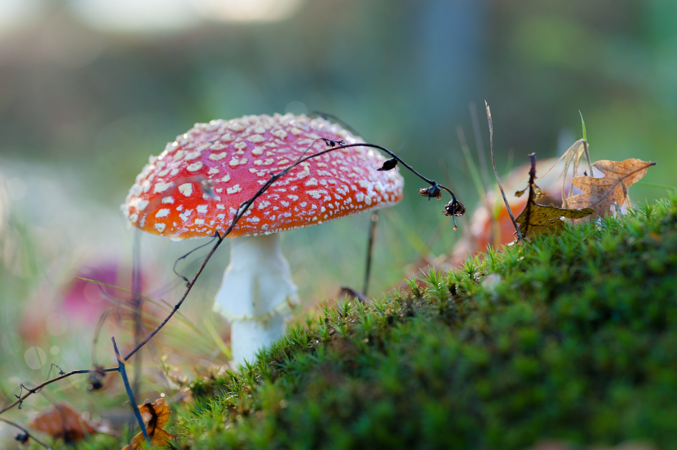 Red poison mushroom in the midground with soft focus moss in the foreground