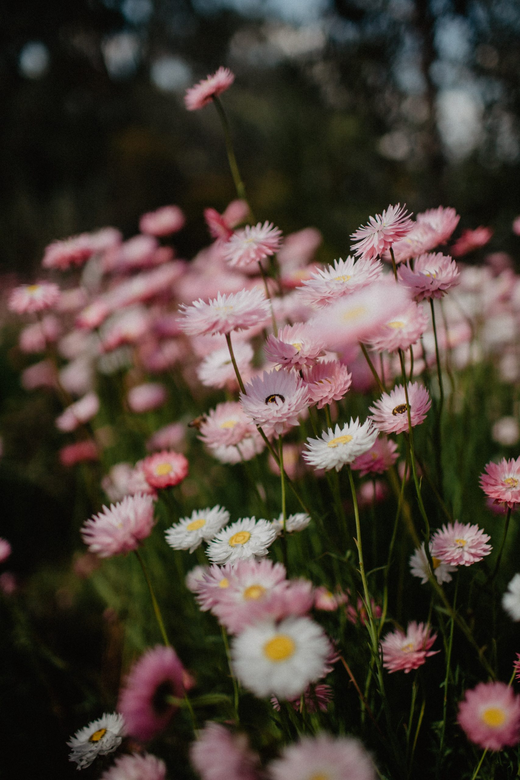 A close-up photograph of bright pink and white wildflowers with green stems and yellow centres.