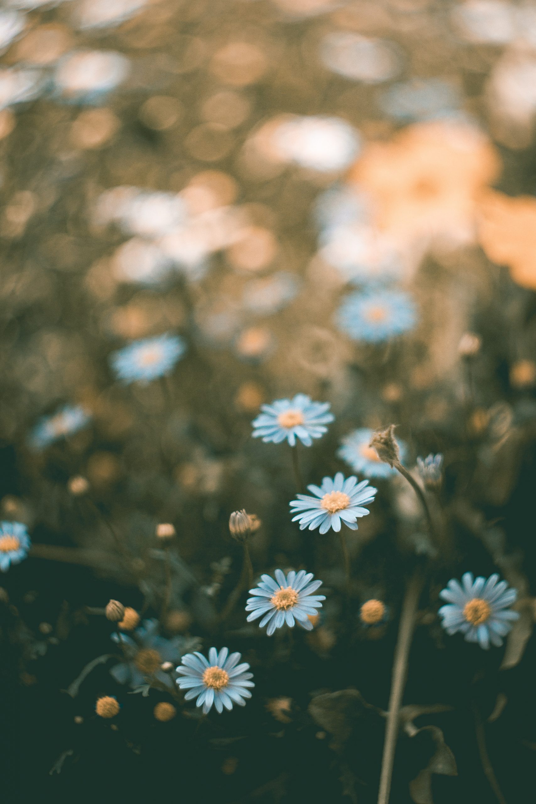 A close-up photograph of a cluster of daisies growing in a field. The setting sun bathes the daisies in golden light.