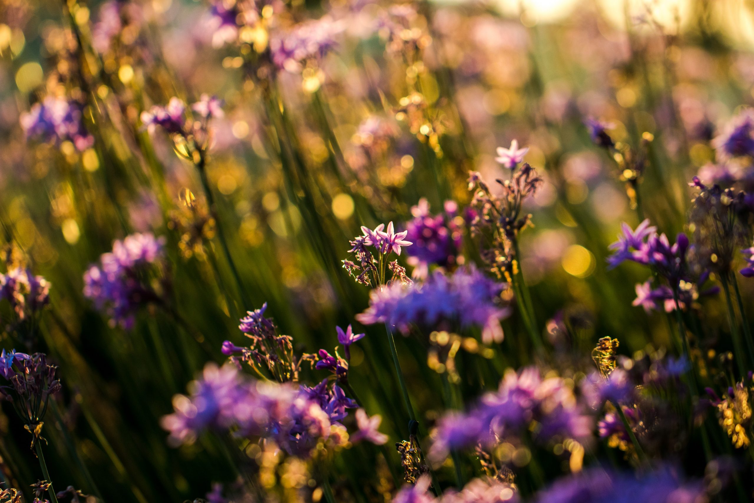 Photographie en gros plan de fleurs sauvages d'un violet éclatant poussant dans un champ. Le soleil levant baigne le champ de fleurs, leur donnant un éclat doré.