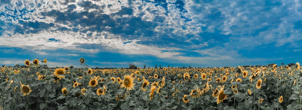 A photograph of a field of sunflowers with brown centres and golden petals. The sky is a rich blue and is dotted with puffy rain clouds.