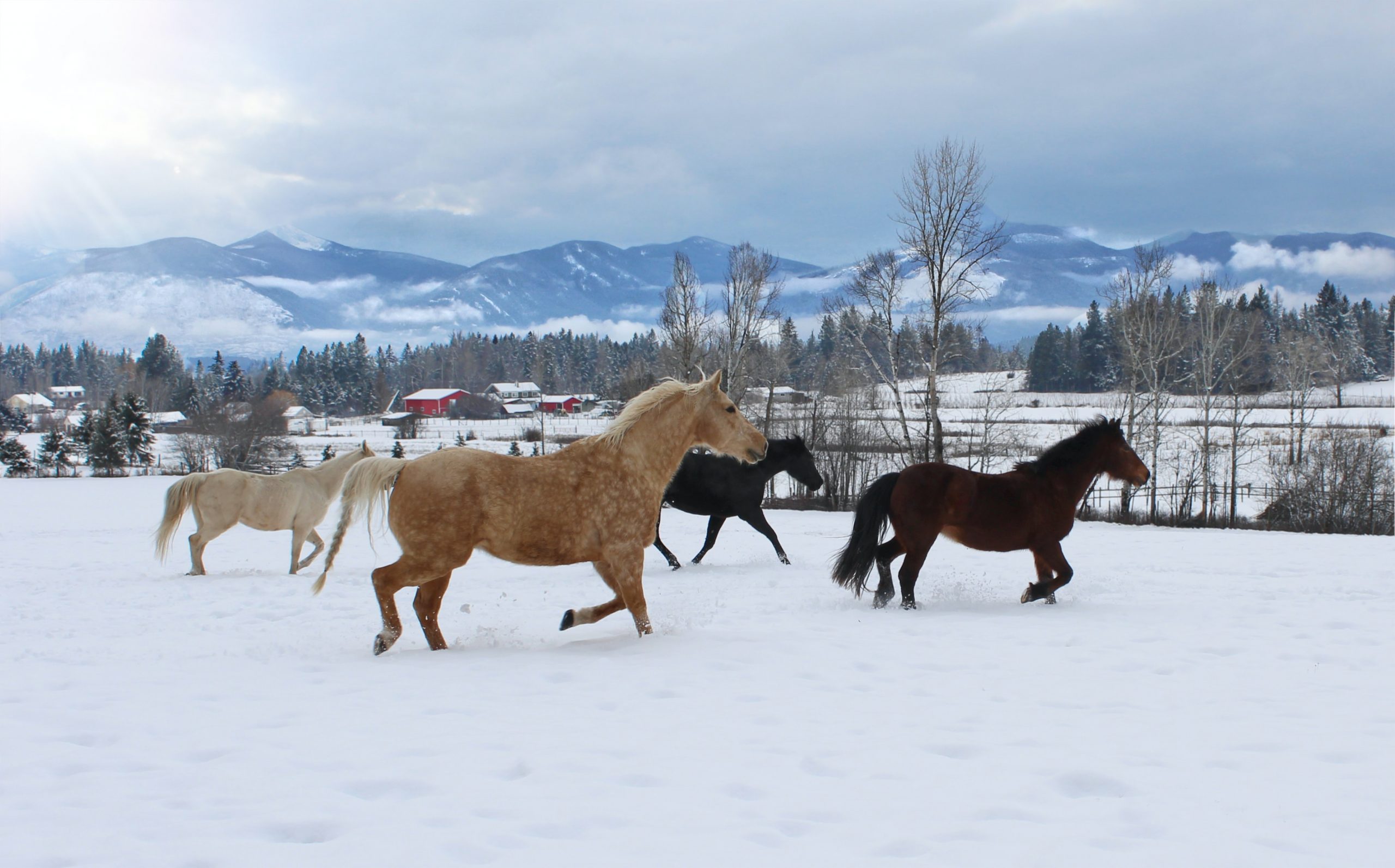 A photograph of a snow covered paddock with four horses galloping through it. The pair of horses on the left are a light palomino colour, and the two on the right are dark brown. In the background, a pine forest and several snowy mountaintops rest peacefully.