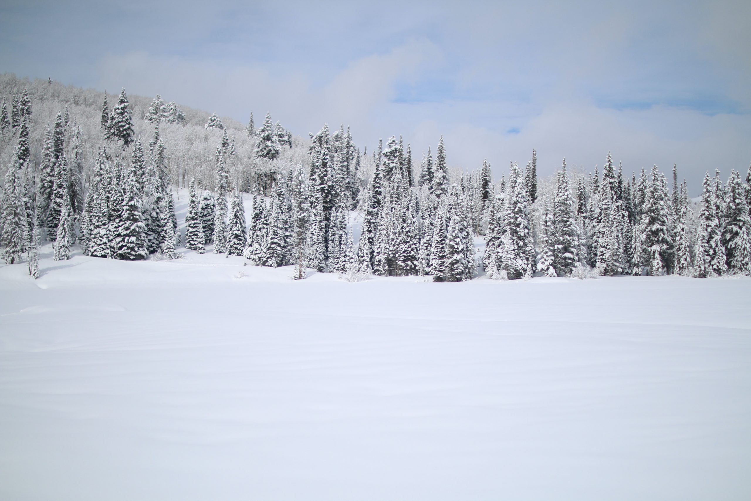 Photographie d'un champ recouvert de neige devant une forêt de pins enneigée. Le ciel est d'un bleu clair et est parsemé de nuages blancs.