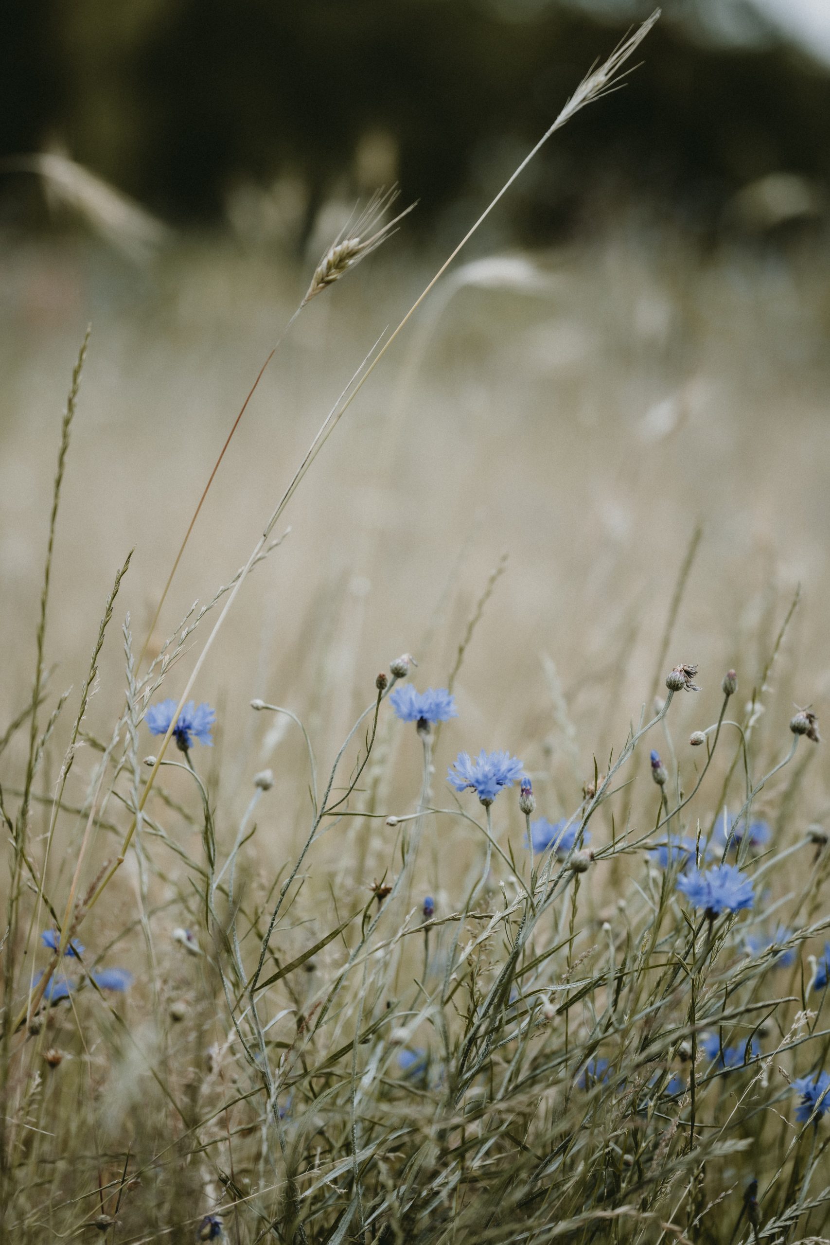 Photographie en gros plan d'un groupe de petites fleurs sauvages bleues poussant dans un champ paisible.