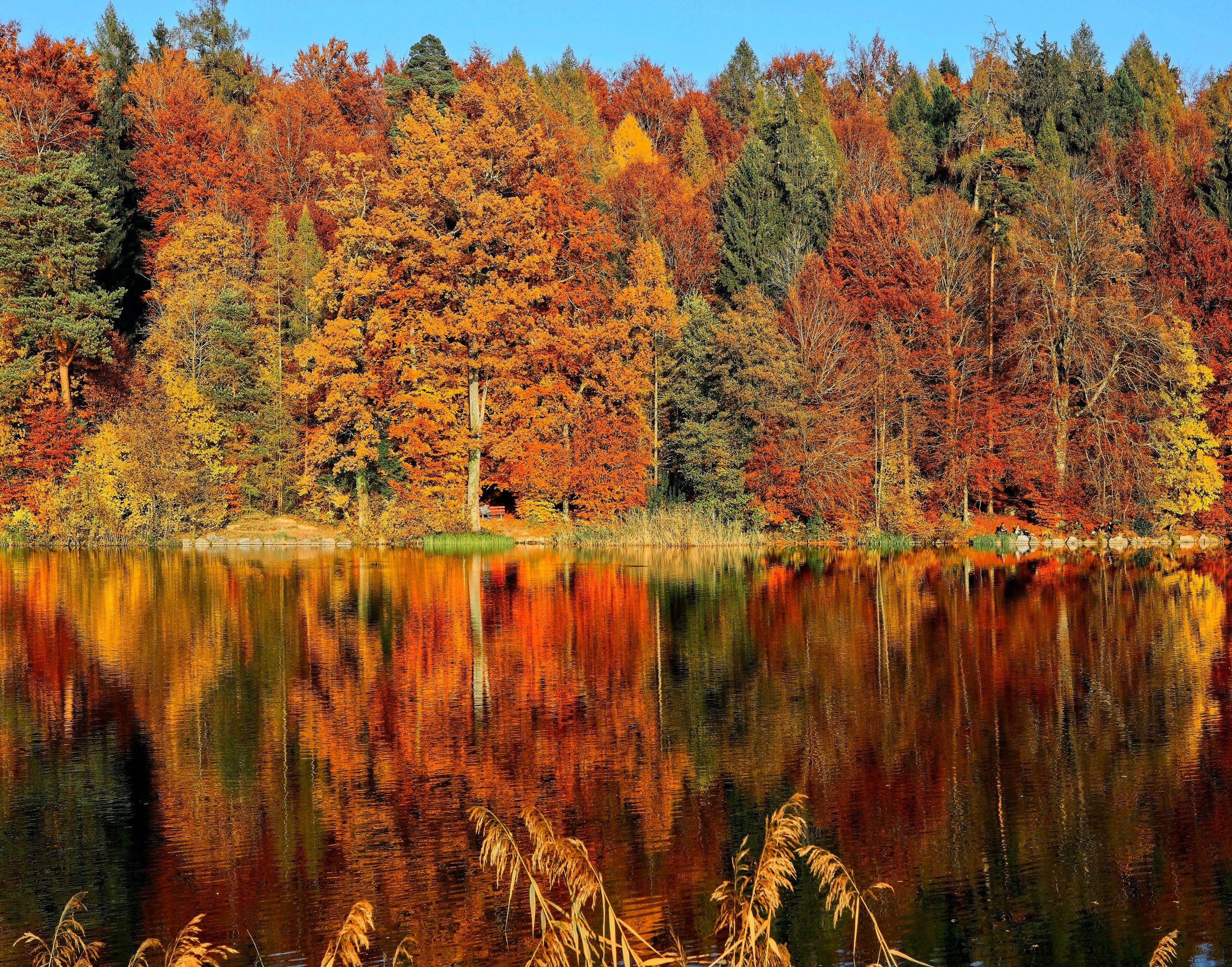 Fall-coloured leaves by a still lake