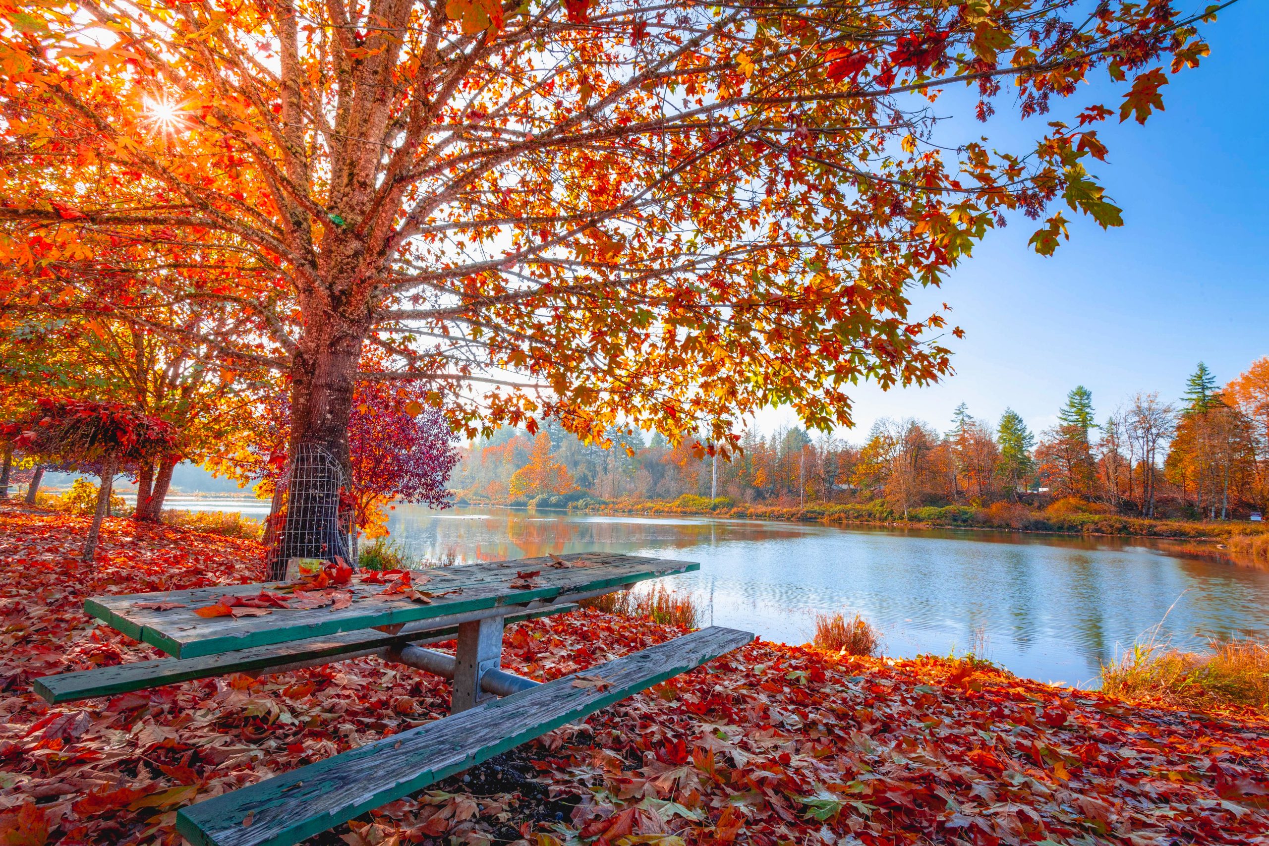 A picnic table sits among red autumn leaves by a small lake