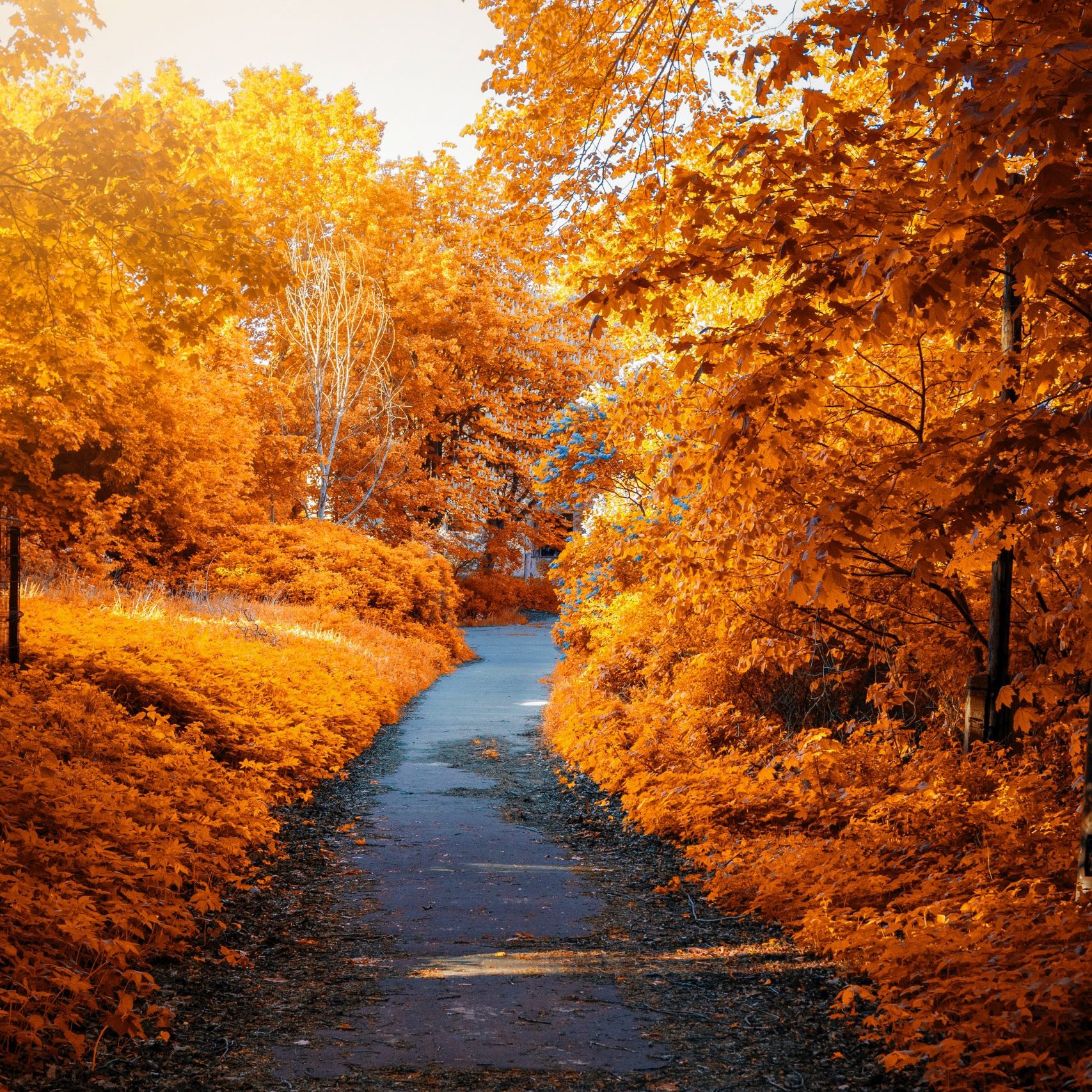 Une chemin dans une forret dans l'automne